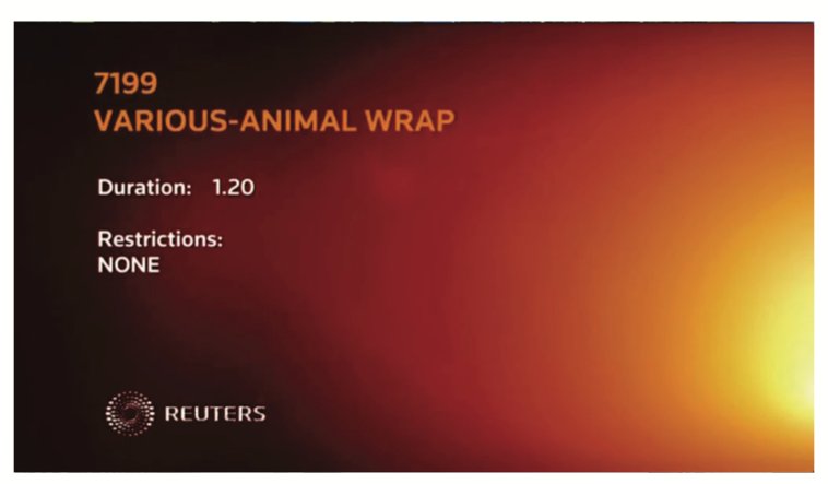 Reuters video card — Various Animal Wrap